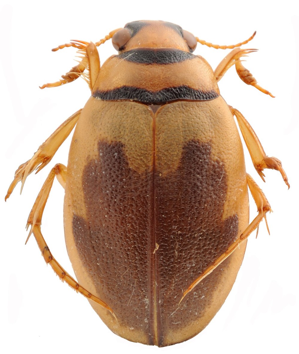 Hygrobia Hermanni