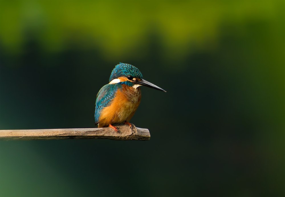 Kingfisher Equestria