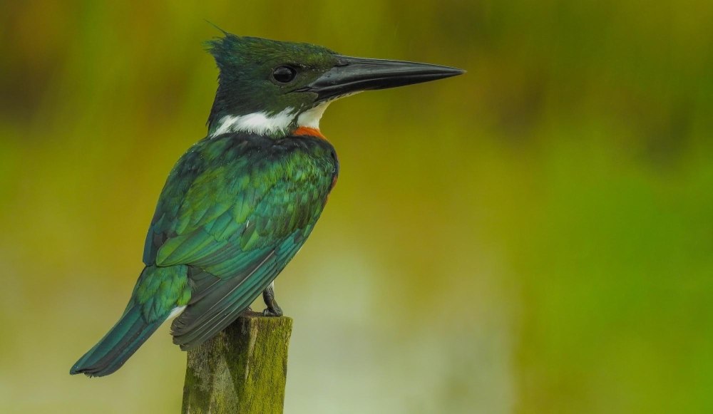 Фото Berkley Kingfisher