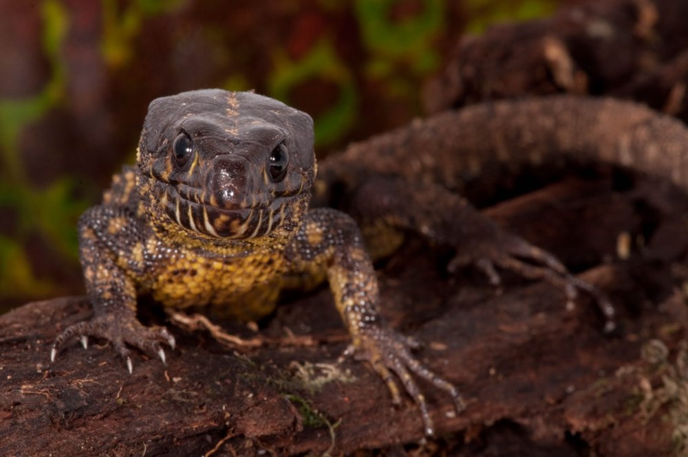 Lepidophyma flavimaculatum