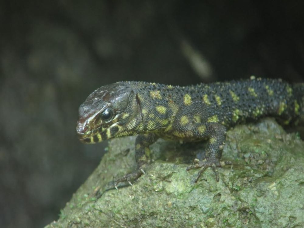 Lepidophyma flavimaculatum