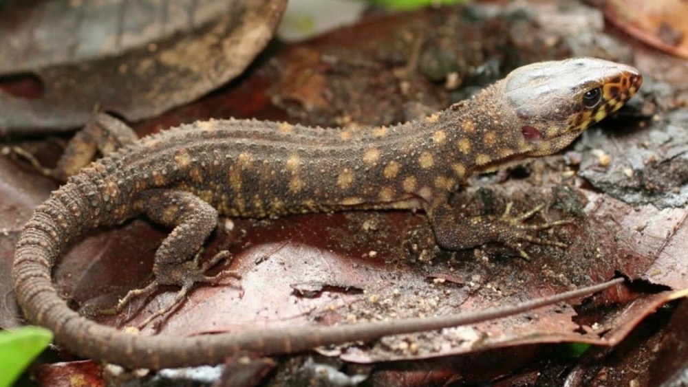 Lepidophyma smithii