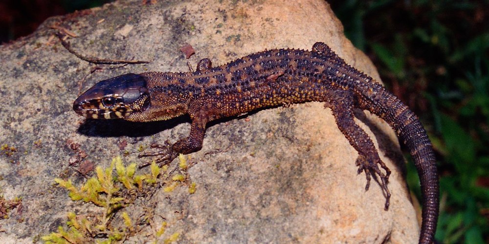 Lepidophyma flavimaculatum