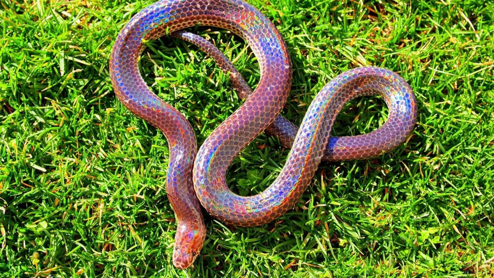 Лучистая змея Xenopeltis Unicolor