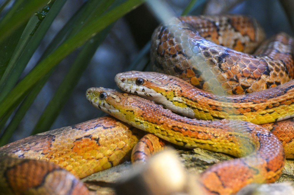 Corn Snake (Pantherophis guttatus)