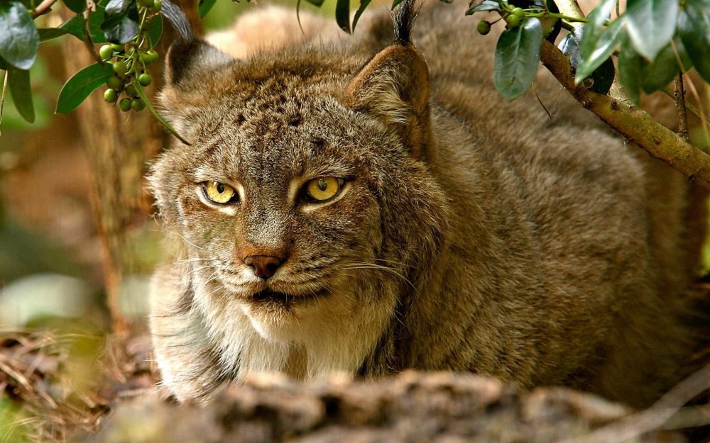 Кошачье семейство