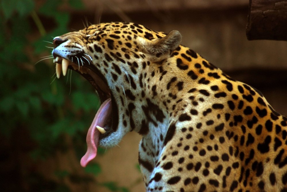 Ягуар Panthera onca