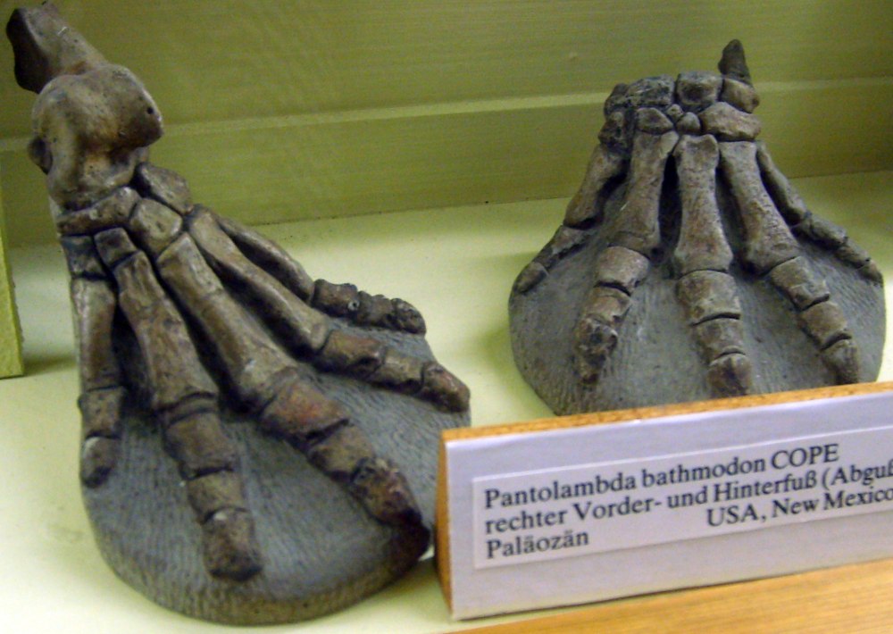 Pantolambda bathmodon