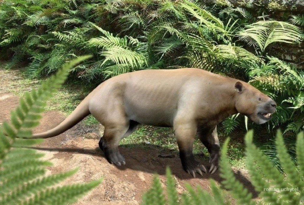 SARKASTODON mongoliensis