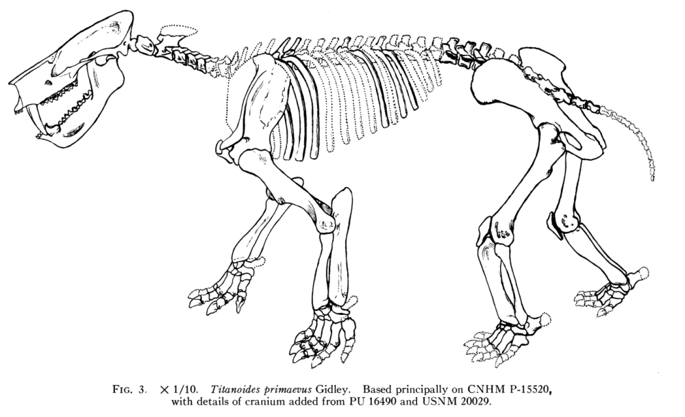 Orthopus primaevus