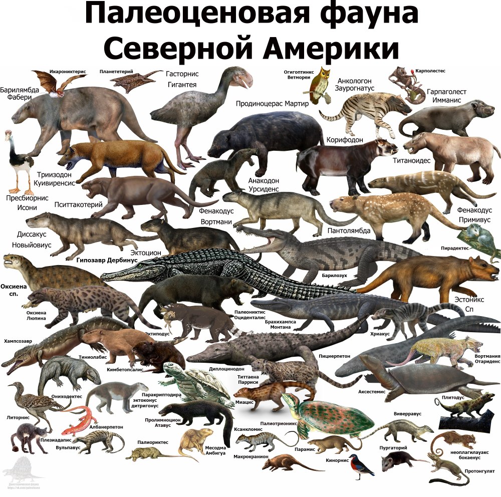 Миоценовая фауна Южной Америки