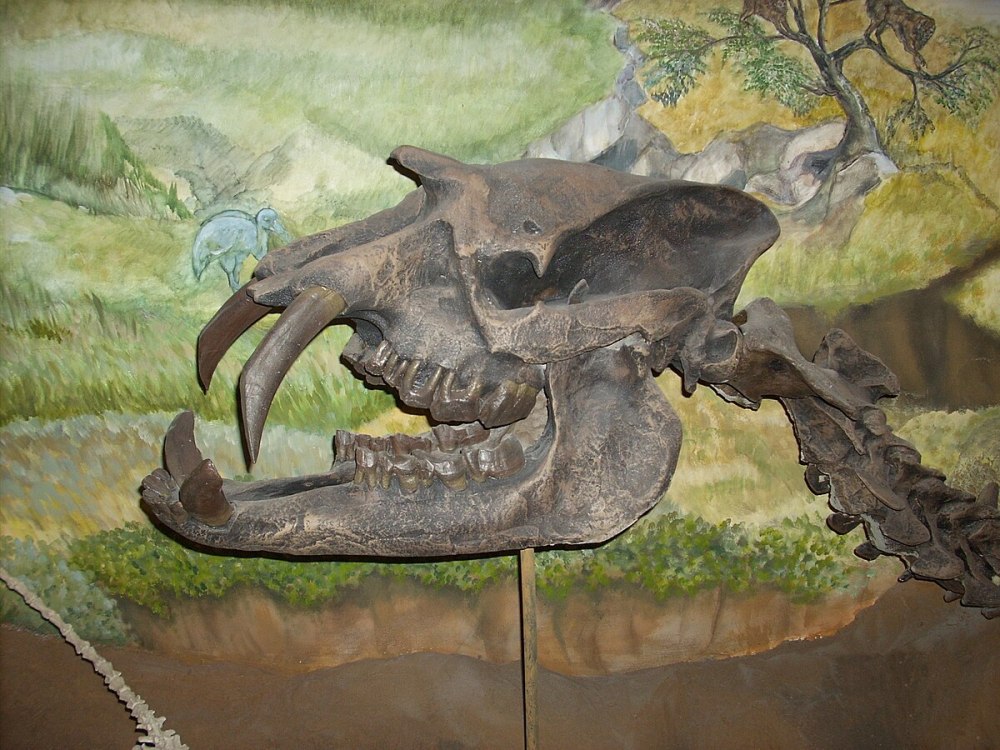 Astrapotherium Magnum