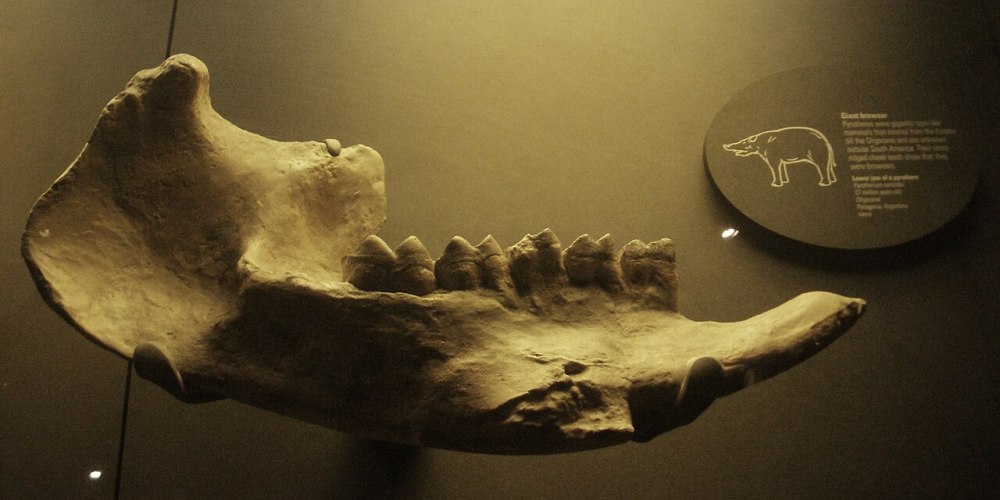 Creation 1931 Arsinoitherium