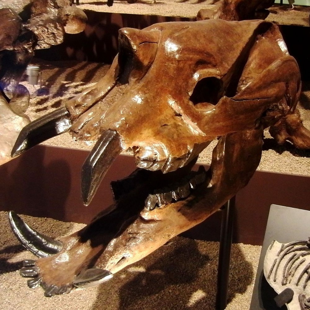 Astrapotherium Magnum