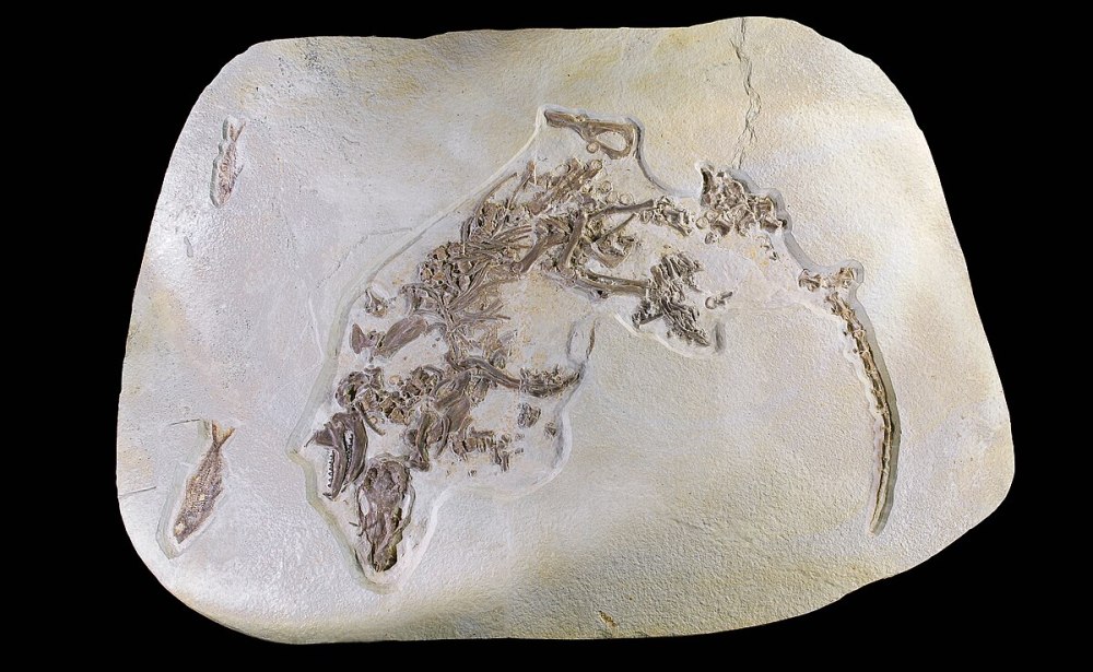 Psittacotherium