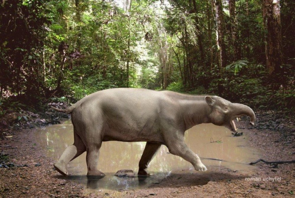 Astrapotherium Magnum