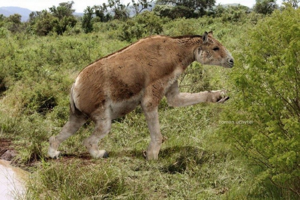 Chalicotherium goldfussi