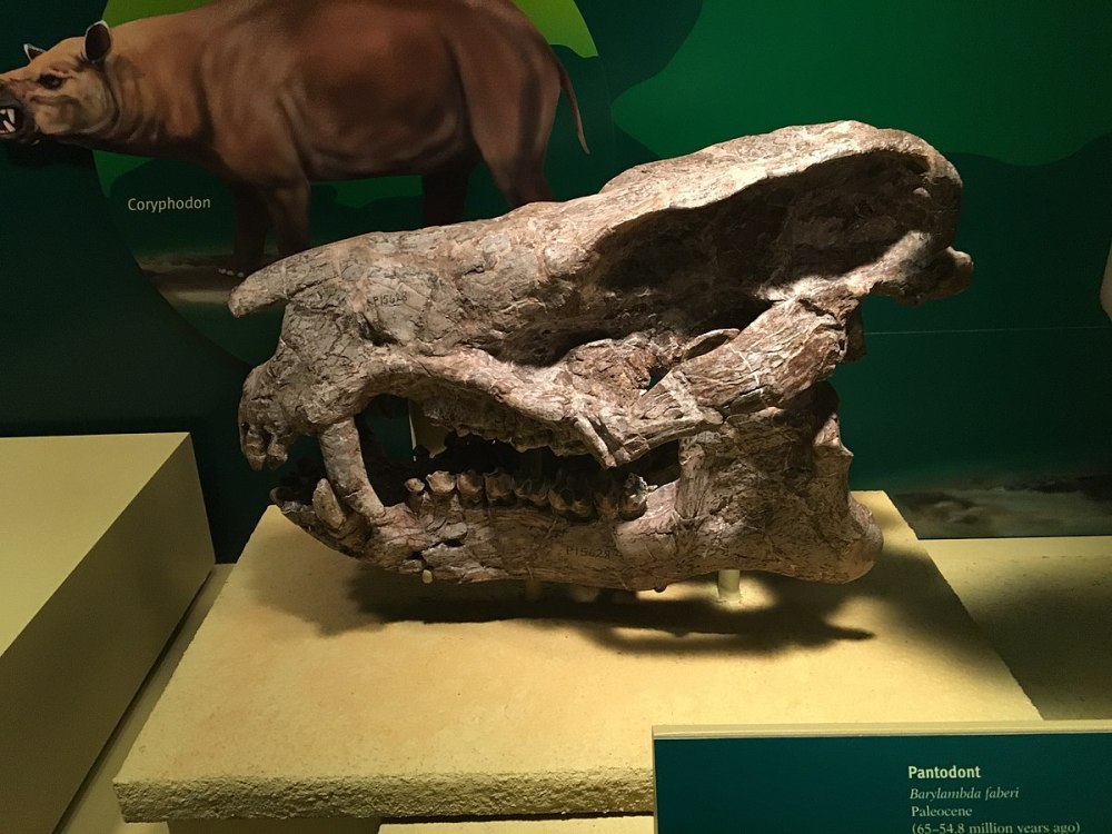 Зондский Корифодон