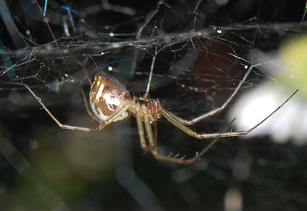 Linyphia triangularis