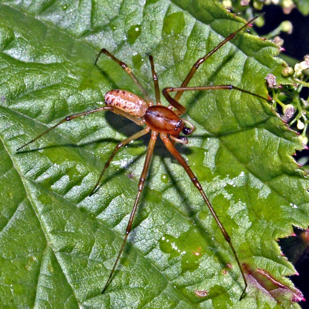 Семейство Linyphiidae — линифии