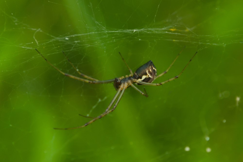 Linyphia triangularis