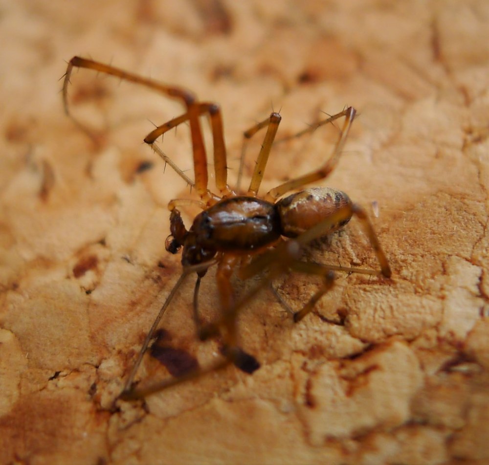 Linyphiidae глаза