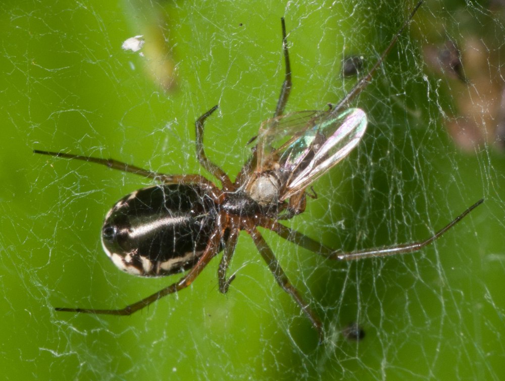 Araña 2019 фото