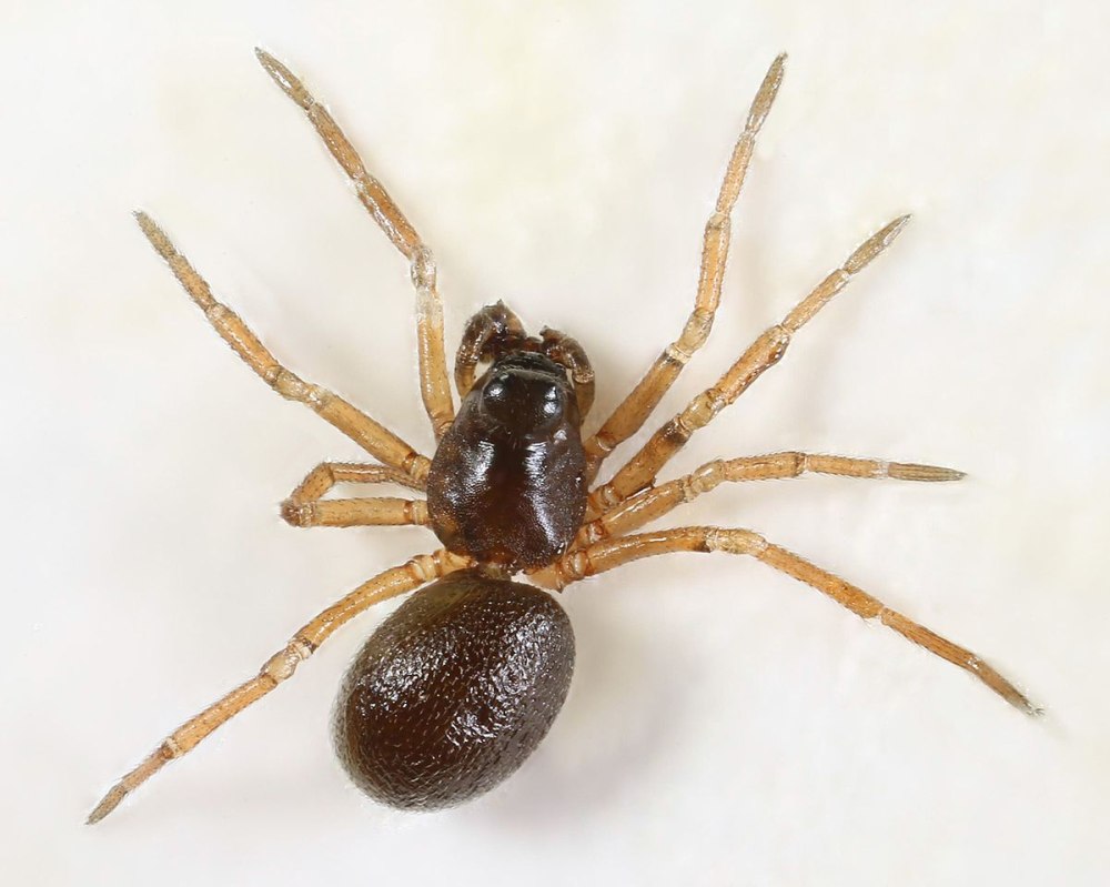 Xerolycosa nemoralis