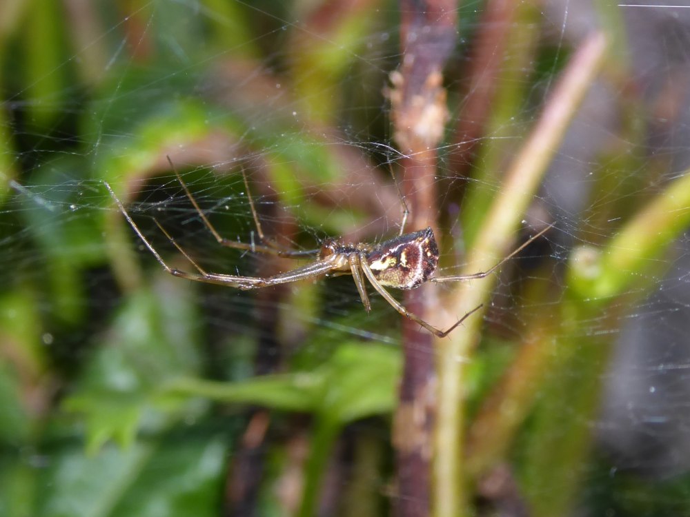 Linyphiidae глаза