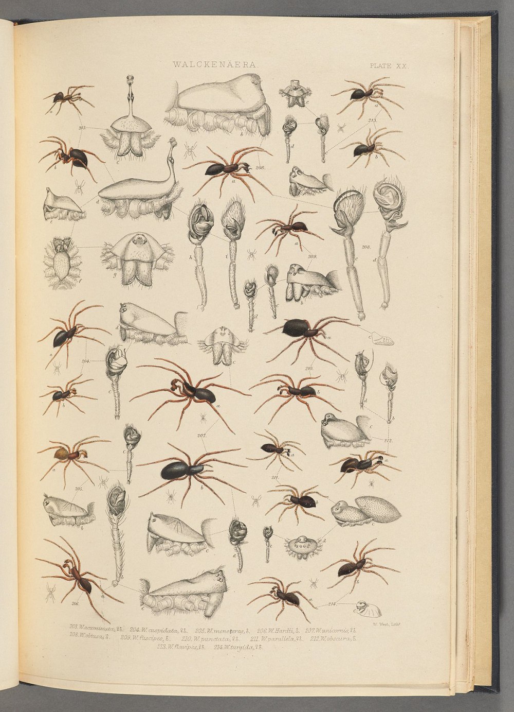 Walckenaeria unicornis паук