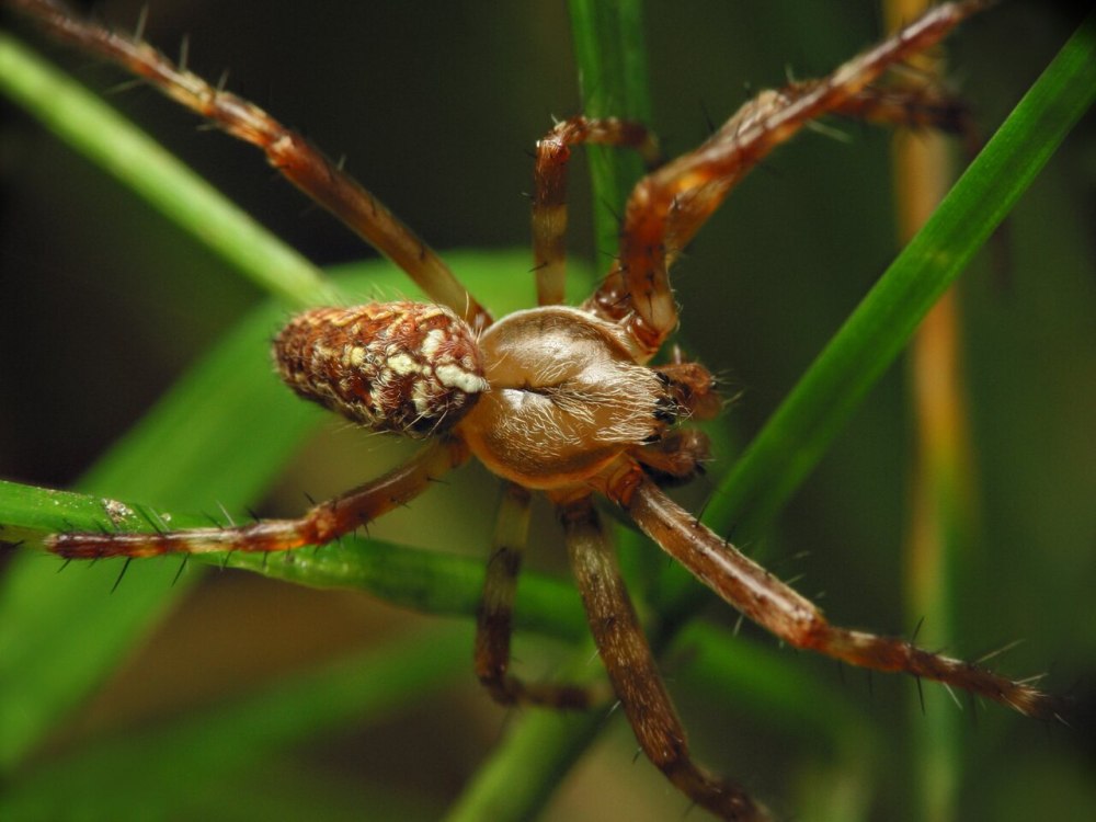 Araneidae пауки