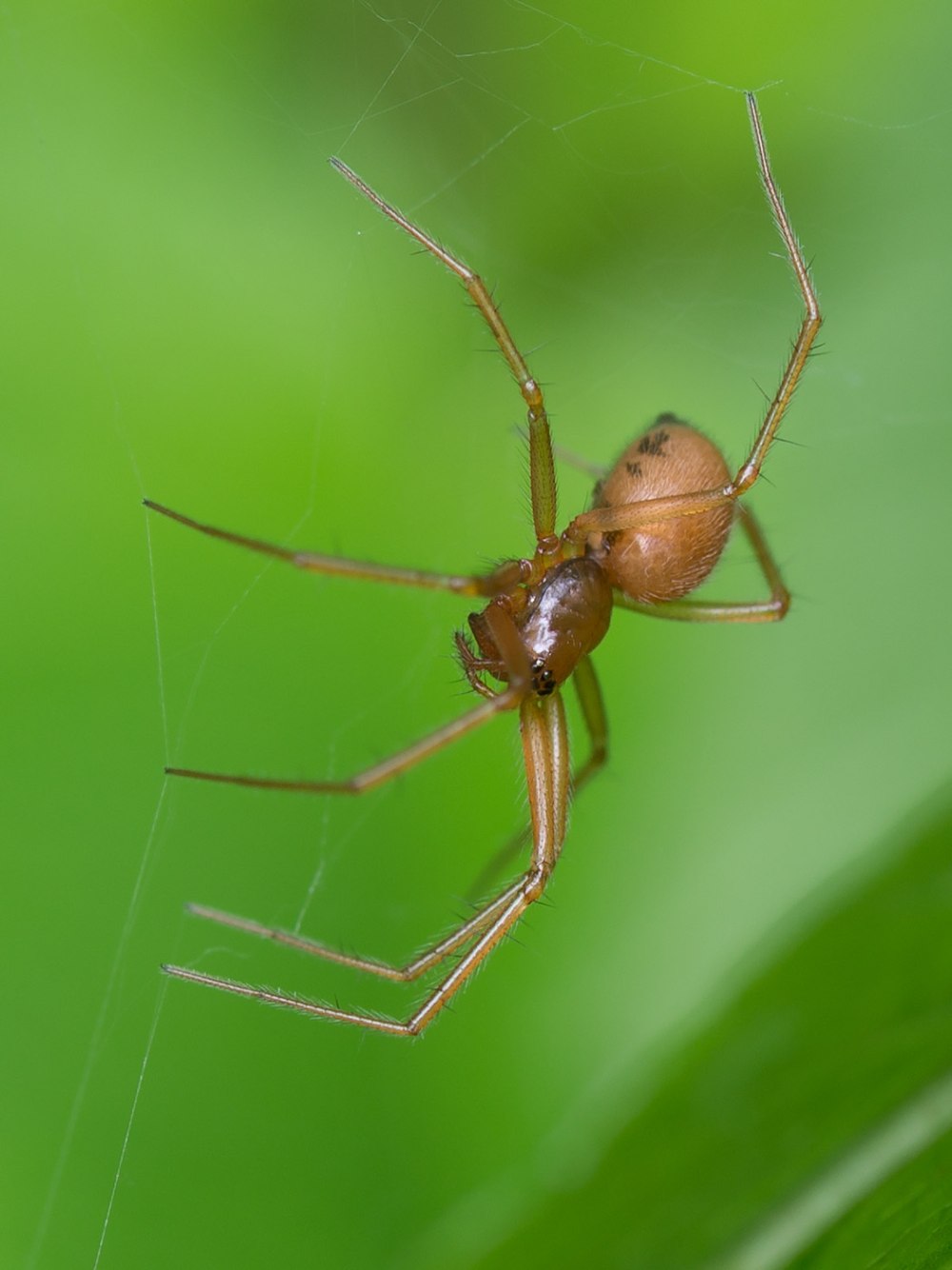 Helophora insignis