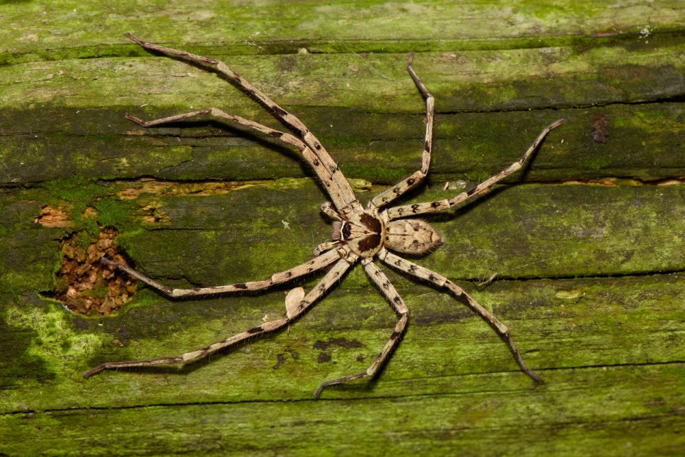 Heteropoda maxima паук