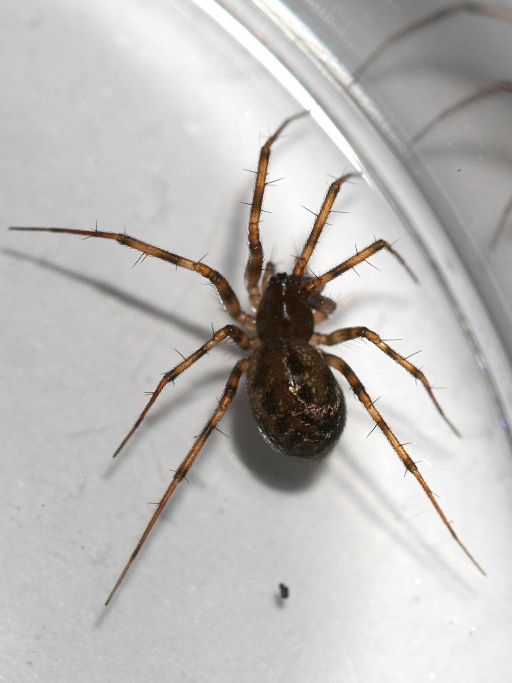 Семейство Linyphiidae — линифии