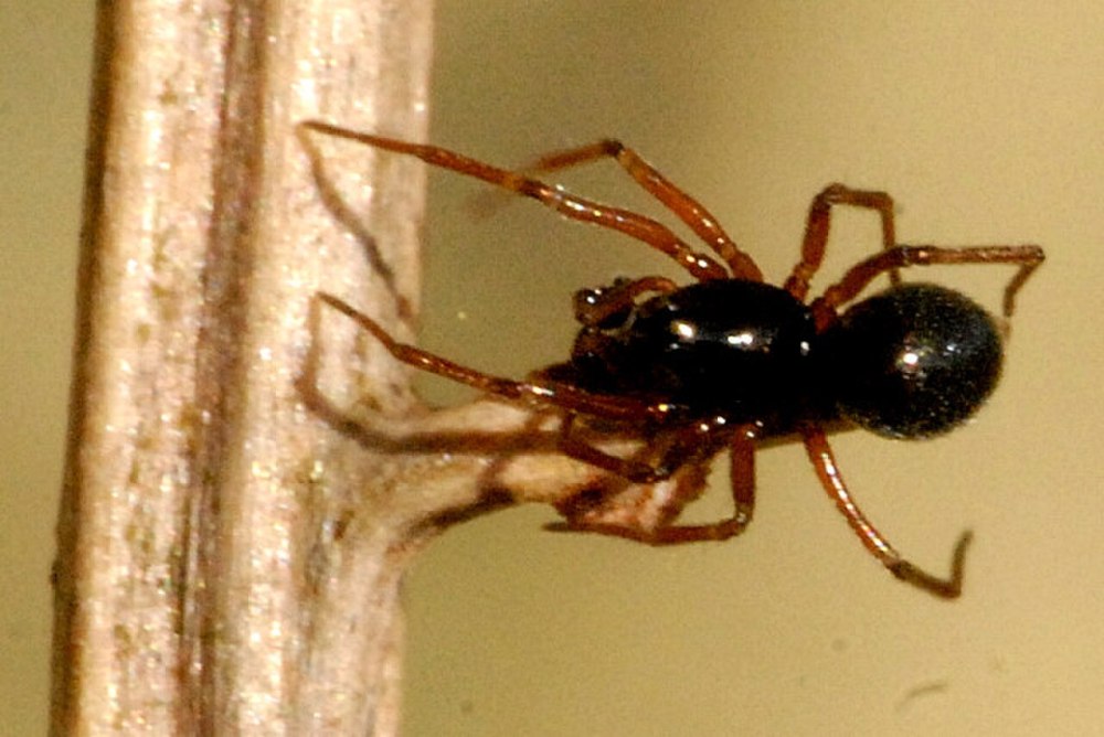 Erigone psychrophila Thor