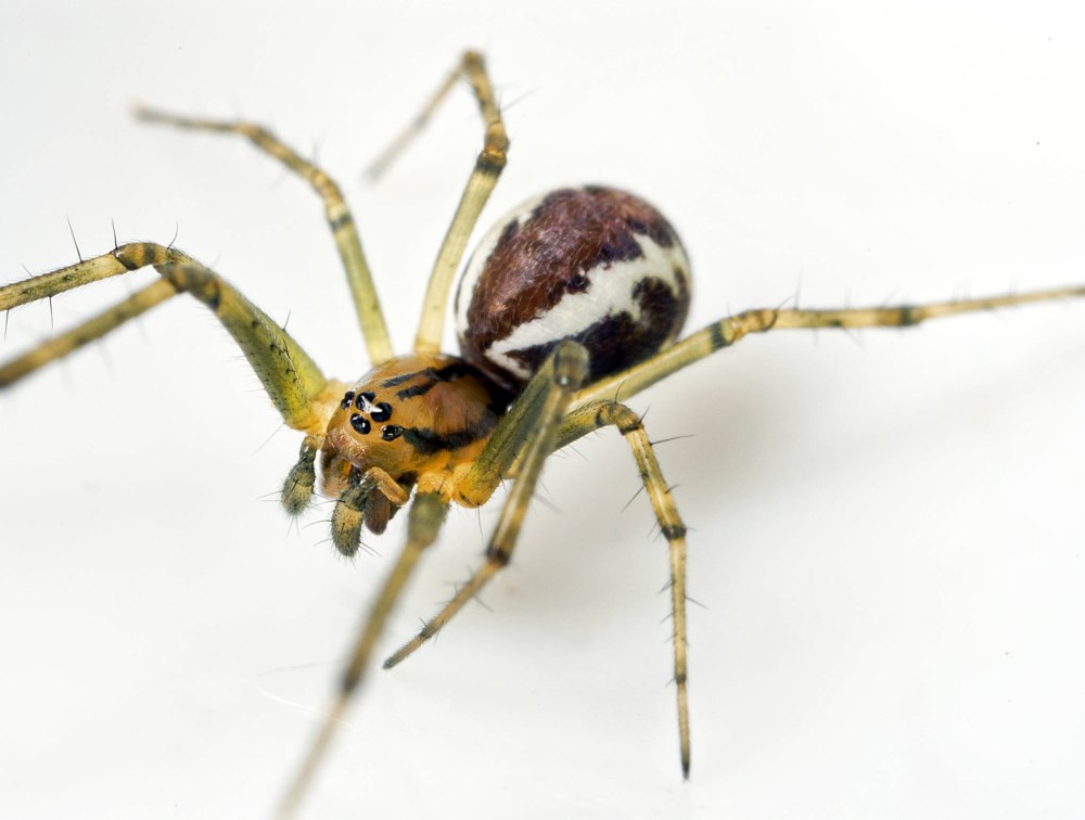 Dysonicha triangularis