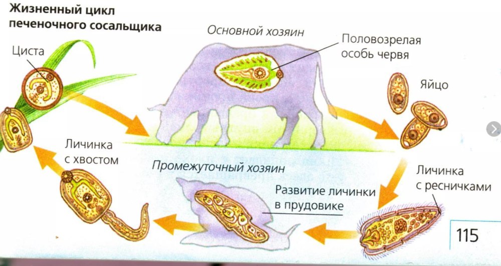 Схема жизненного цикла печеночного сосальщика