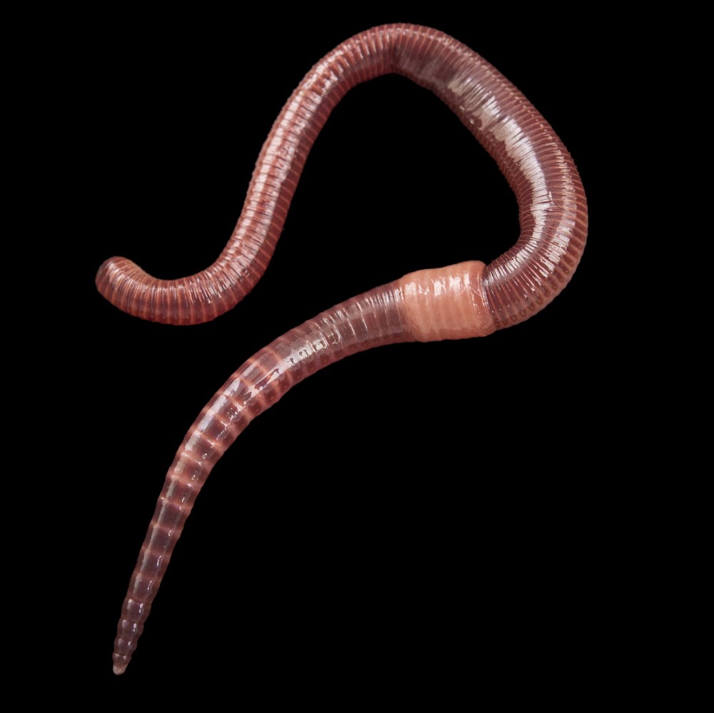 Worms черви