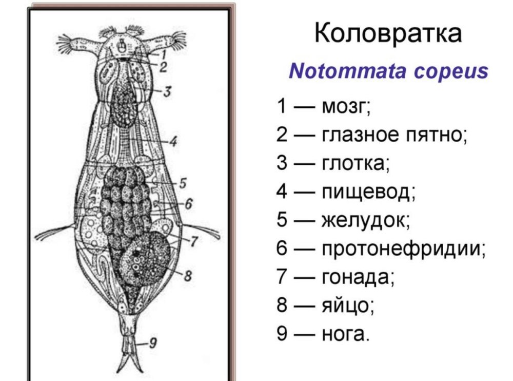 Коловратки черви представители