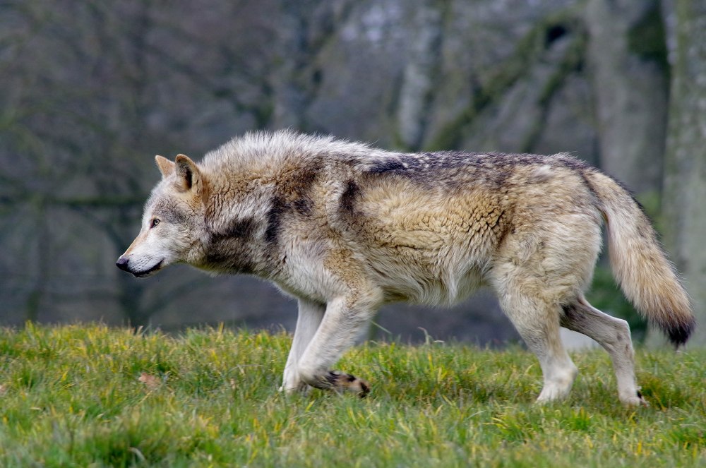 Wolf posing stock images