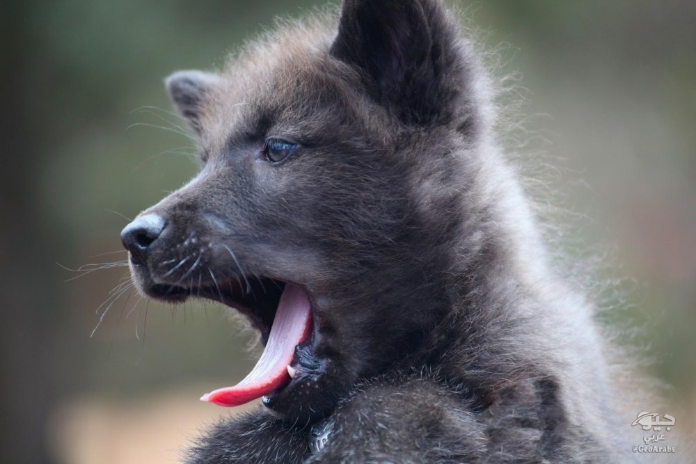 Yawning Wolf cute