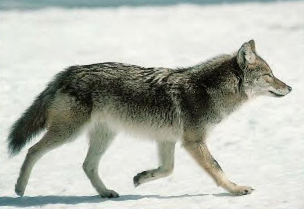 Canis Lupus beothucus