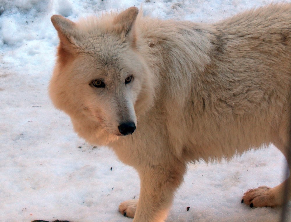 Canis Lupus crassodon