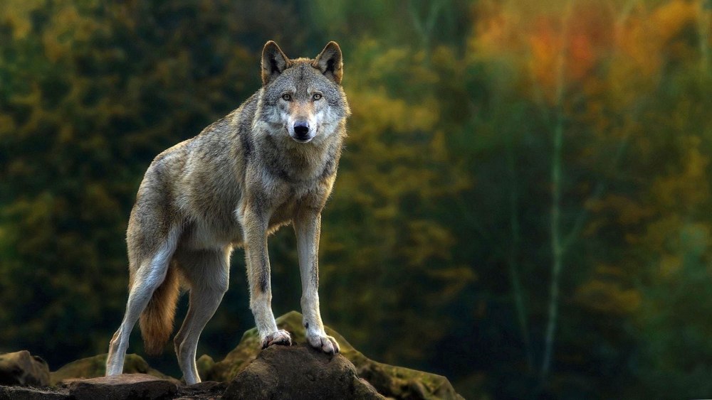 Adrian von Ziegler Wolf Blood
