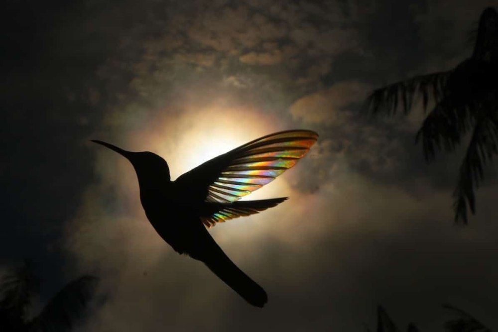 Колибри — солнечные лучи