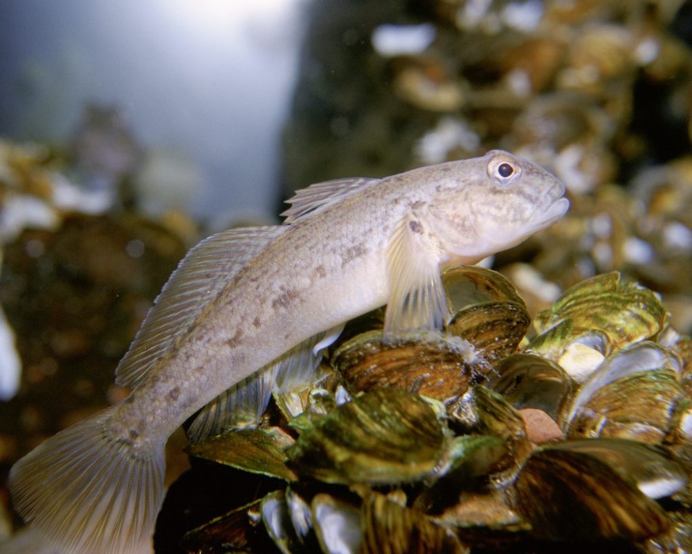 Бычок-кругляк (Neogobius melanostomus)