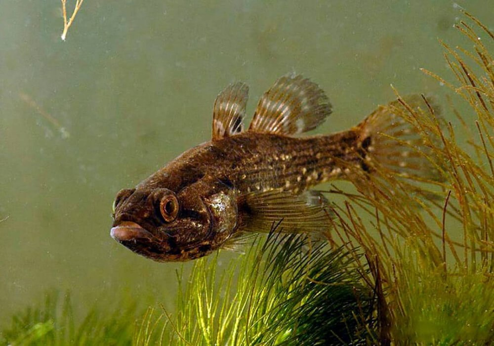 Ротан-головешка Perccottus glenii