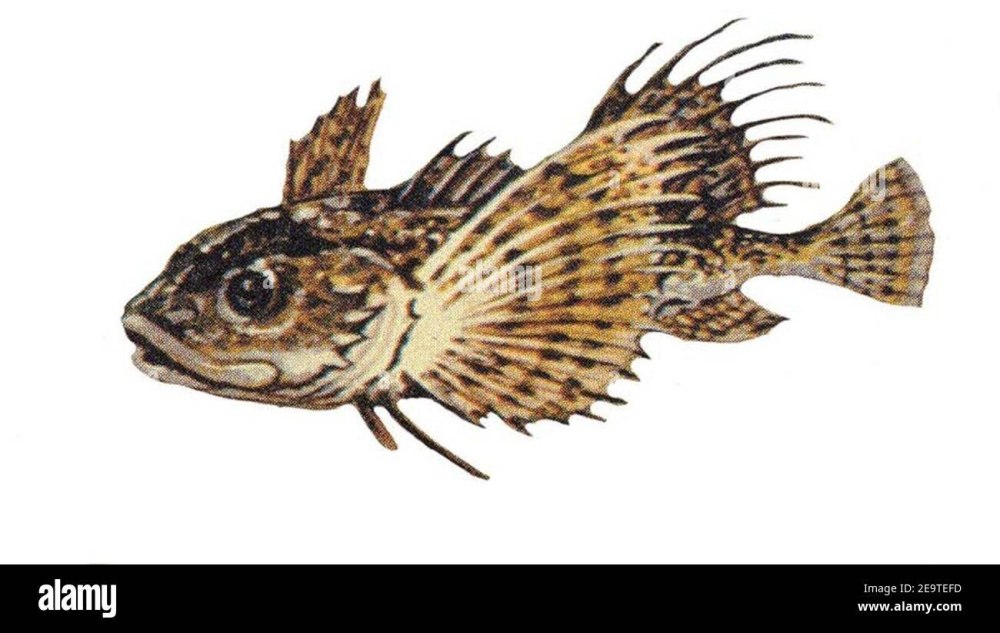 Myoxocephalus quadricornis