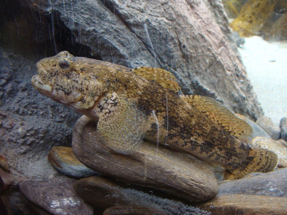 Gobius Cobitis