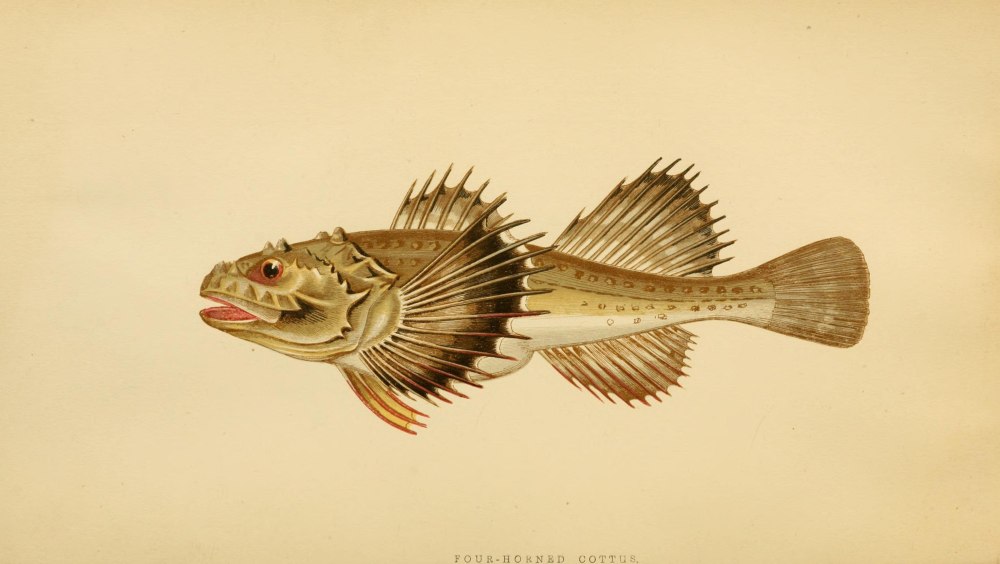 Triglopsis quadricornis